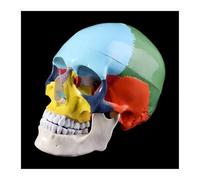 Supkancl Modèle de crâne Humain coloré Grandeur Nature Anatomie Anatomique enseignement médical tête Squelette Halloween Barre Ornement Fournitures d'étude