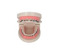 Supkancl Modèle de Traitement orthodontique Dentaire Typodont avec Support en céramique métallique Fil d'arc Tube buccal Ligature Liens modèle Dents