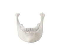 Supkancl Modèle d'enseignement du modèle d'implant de mandibule Oral imitant Le Dentaire Standard osseux