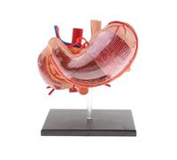 Supkancl Modèle d'estomac 4D 2: 3 pancréas Humain avec étude d'anatomie du modèle d'organes internes