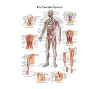 Supkancl Mur Art Photo Corps Humain Science École Éducation Trigger Points Tableau INFORMATIONNEL Anatomie Peinture Toile Affiche Décor(G,25X38cm Frameless)