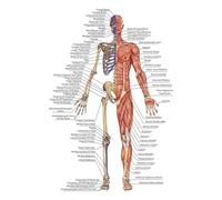 Supkancl Mur Art Photo Corps Humain Science École Éducation Trigger Points Tableau INFORMATIONNEL Anatomie Peinture Toile Affiche Décor(E,21X30cm Frameless)