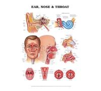 Supkancl Mur Art Photo Corps Humain Science École Éducation Trigger Points Tableau INFORMATIONNEL Anatomie Peinture Toile Affiche Décor(H,10X15cm Frameless)