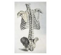 Supkancl Noir et Blanc Science Humaine Vintage Art Imprime Affiches Anatomie médicale Toile Peinture médecin Clinique Mur Photos(02,30X40cm No Framed)