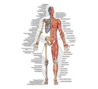 Supkancl Parties du Corps Humain Tableau d'éducation Scolaire informations Anatomie Art décoratif hôpital Peinture décorative Toile Affiche(7,30X45cm Unframed)