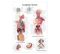 Supkancl Parties du Corps Humain Tableau d'éducation Scolaire informations Anatomie Art décoratif hôpital Peinture décorative Toile Affiche(5,30X40cm Unframed)