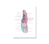Supkancl Pieds Impression Ensemble Squelette Aquarelle Art Toile Affiche Peinture Pied os Anatomie médecine Mur Clinique Bureau médical décor(Picture 4,A3 30x42cm no Frame)
