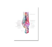 Supkancl Pieds Impression Ensemble Squelette Aquarelle Art Toile Affiche Peinture Pied os Anatomie médecine Mur Clinique Bureau médical décor(Picture 6,A3 30x42cm no Frame)