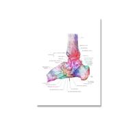 Supkancl Pieds Impression Ensemble Squelette Aquarelle Art Toile Affiche Peinture Pied os Anatomie médecine Mur Clinique Bureau médical décor(Picture 2,20x25cm no Frame)