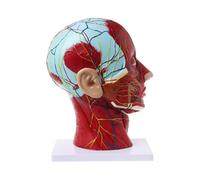 Supkancl Plan sagittal 1:1 tête Humaine Squelette Cou Vaisseau Nerf Sang Cerveau Humain Anatomique Demi-tête Visage Anatomie modèle d'anatomie