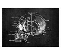 Supkancl Structure Anatomique Humaine Moderne schéma schématique organe médical Musculaire squelettique Tableau Mural Anatomie du Corps Entier Affiche(7,10x15cm No Frame)