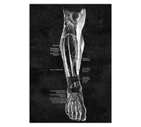 Supkancl Structure Anatomique Humaine Moderne schéma schématique organe médical Musculaire squelettique Tableau Mural Anatomie du Corps Entier Affiche(12,20x24cm No Frame)