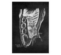Supkancl Structure Anatomique Humaine Moderne schéma schématique organe médical Musculaire squelettique Tableau Mural Anatomie du Corps Entier Affiche(11,15x20cm No Frame)