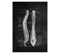 Supkancl Structure Anatomique Humaine Moderne schéma schématique organe médical Musculaire squelettique Tableau Mural Anatomie du Corps Entier Affiche(8,30x45cm No Frame)