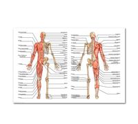 Supkancl Système d'anatomie Humaine Affiche en Soie Peinture Tableau Anatomique Corps Humain médical Mur Impression Photo for l'éducation Bureau décor à la Maison(89,20x30cm No Frame)