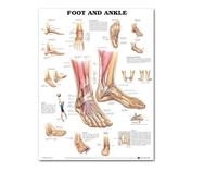 Supkancl Système d'anatomie Humaine Affiche en Soie Peinture Tableau Anatomique Corps Humain médical Mur Impression Photo for l'éducation Bureau décor à la Maison(12,20x30cm No Frame)