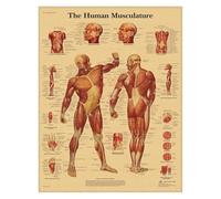 Supkancl Système de Muscles l'anatomie Humaine Affiche en Papier Kraft Art Mural Carte du Corps Images murales for la décoration Clinique d'éducation médicale(05)
