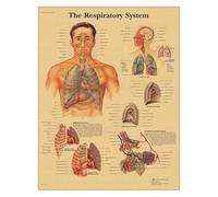 Supkancl Système de Muscles l'anatomie Humaine Affiche en Papier Kraft Art Mural Carte du Corps Images murales for la décoration Clinique d'éducation médicale(12)