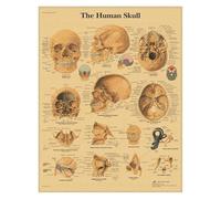 Supkancl Système de Muscles l'anatomie Humaine Affiche en Papier Kraft Art Mural Carte du Corps Images murales for la décoration Clinique d'éducation médicale(06)