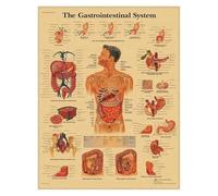 Supkancl Système de Muscles l'anatomie Humaine Affiche en Papier Kraft Art Mural Carte du Corps Images murales for la décoration Clinique d'éducation médicale(15)