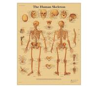 Supkancl Système de Muscles l'anatomie Humaine Affiche en Papier Kraft Art Mural Carte du Corps Images murales for la décoration Clinique d'éducation médicale(04)