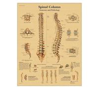 Supkancl Système de Muscles l'anatomie Humaine Affiche en Papier Kraft Art Mural Carte du Corps Images murales for la décoration Clinique d'éducation médicale(07)