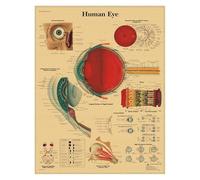 Supkancl Système de Muscles l'anatomie Humaine Affiche en Papier Kraft Art Mural Carte du Corps Images murales for la décoration Clinique d'éducation médicale(01)