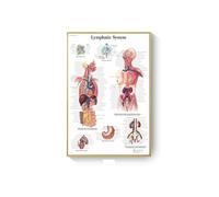 Supkancl Système des Muscles d'anatomie Humaine Affiche Impression de Cartes Body Tolevas Pictures murales for l'enseignement médical Décor(Q,40x50 cm No Frame)
