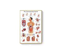 Supkancl Système des Muscles d'anatomie Humaine Affiche Impression de Cartes Body Tolevas Pictures murales for l'enseignement médical Décor(J,50x70cm No Frame)