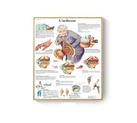 Supkancl Système des Muscles d'anatomie Humaine Affiche Impression de Cartes Body Tolevas Pictures murales for l'enseignement médical Décor(A,50x75cm No Frame)