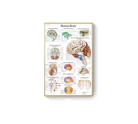 Supkancl Système des Muscles d'anatomie Humaine Affiche Impression de Cartes Body Tolevas Pictures murales for l'enseignement médical Décor(K,40x60cm No Frame)