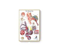 Supkancl Système des Muscles d'anatomie Humaine Affiche Impression de Cartes Body Tolevas Pictures murales for l'enseignement médical Décor(M,30X42cm No Frame)