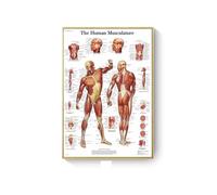 Supkancl Système des Muscles d'anatomie Humaine Affiche Impression de Cartes Body Tolevas Pictures murales for l'enseignement médical Décor(E,50x75cm No Frame)