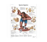 Supkancl Système des Muscles d'anatomie Humaine Affiche imprimé cartographie du Corps en Soie Peinture Murale Images for l'éducation médicale Office Home Decor(Run,20x30cm No Frame)