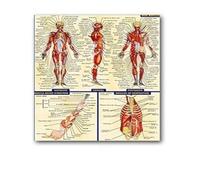 Supkancl Système des Muscles d'anatomie Humaine Affiche imprimé cartographie du Corps en Soie Peinture Murale Images for l'éducation médicale Office Home Decor(10,40x50cm No Frame)