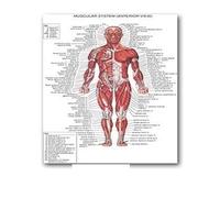 Supkancl Système des Muscles d'anatomie Humaine Affiche imprimé cartographie du Corps en Soie Peinture Murale Images for l'éducation médicale Office Home Decor(03,44x33cm No Frame)