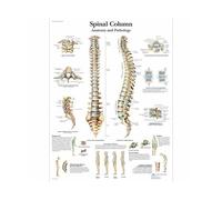Supkancl Système des Muscles d'anatomie Humaine Affiche imprimé cartographie du Corps en Soie Peinture Murale Images for l'éducation médicale Office Home Decor(Spinal,50x70cm No Frame)