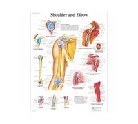 Supkancl Système des Muscles d'anatomie Humaine Affiche imprimé cartographie du Corps en Soie Peinture Murale Images for l'éducation médicale Office Home Decor(Shoulder,80x120cm No Frame)