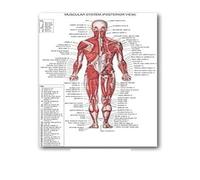 Supkancl Système des Muscles d'anatomie Humaine Affiche imprimé cartographie du Corps en Soie Peinture Murale Images for l'éducation médicale Office Home Decor(02,50x70cm No Frame)