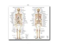 Supkancl Système des Muscles d'anatomie Humaine Affiche imprimé cartographie du Corps en Soie Peinture Murale Images for l'éducation médicale Office Home Decor(07,60x80cm No Frame)