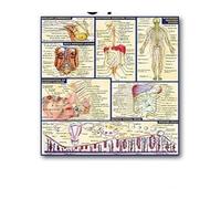 Supkancl Système des Muscles d'anatomie Humaine Affiche imprimé cartographie du Corps en Soie Peinture Murale Images for l'éducation médicale Office Home Decor(09,40x50cm No Frame)