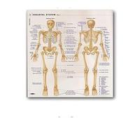 Supkancl Système des Muscles d'anatomie Humaine Affiche imprimé cartographie du Corps en Soie Peinture Murale Images for l'éducation médicale Office Home Decor(06,20x30cm No Frame)
