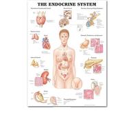 Supkancl Système des Muscles d'anatomie Humaine Affiche imprimé cartographie du Corps en Soie Peinture Murale Images for l'éducation médicale Office Home Decor(31,44x33cm No Frame)