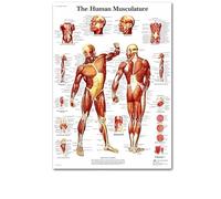 Supkancl Système des Muscles d'anatomie Humaine Affiche imprimé cartographie du Corps en Soie Peinture Murale Images for l'éducation médicale Office Home Decor(75,44x33cm No Frame)