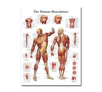 Supkancl Système des Muscles de l'anatomie Humaine Art Piffée Soie Princer 24x32 32x43 Pouces Carte Cartes Body Pictures murales for l'enseignement médical Décor Maison 025(32x43)