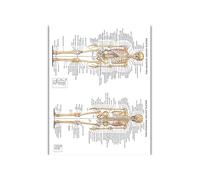 Supkancl Système digestif Print Poster Anatomy Human Musculaire Brain Canvas Peinture Art Mur Pictures for l'enseignement médical Décor de Maison(5,40x50cm No Frame)