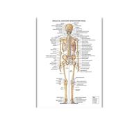 Supkancl Système digestif Print Poster Anatomy Human Musculaire Brain Canvas Peinture Art Mur Pictures for l'enseignement médical Décor de Maison(4,30x40cm No Frame)