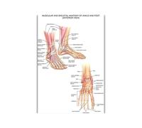 Supkancl Système digestif Print Poster Anatomy Human Musculaire Brain Canvas Peinture Art Mur Pictures for l'enseignement médical Décor de Maison(10,30x40cm No Frame)