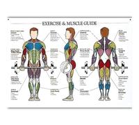 Supkancl Système digestif Print Poster Anatomy Human Musculaire Brain Canvas Peinture Art Mur Pictures for l'enseignement médical Décor de Maison(15,40x60cm No Frame)