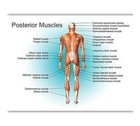 Supkancl Système digestif Print Poster Anatomy Human Musculaire Brain Canvas Peinture Art Mur Pictures for l'enseignement médical Décor de Maison(19,40x50cm No Frame)